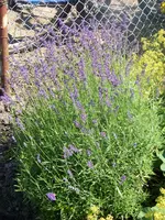 Lavendel.webp