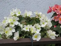 035.webp