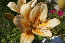 _DSC2071.webp