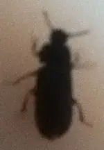 Käfer.webp