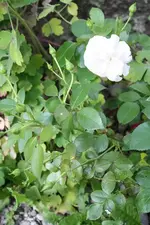 Aspirin 07.07.13.webp