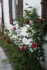 Dame de Coeur 07.07.13.webp