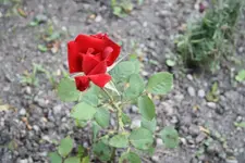 Unbekannte 1 07.07.13.webp