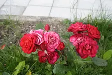 Unbekannte 2 07.07.13.webp