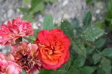 Unbekannte 3 07.07.13.webp