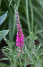 IMG_2784-001.webp