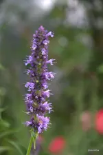 IMG_2782.webp