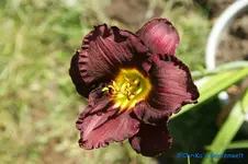 Nile Cane.webp