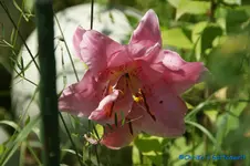 Rosa gefüllt.webp