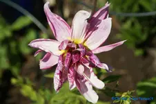 Giraffe pink.webp