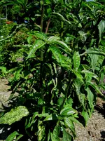 Echinacea.webp