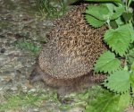 DSC03916 - 2013-07-08 - zwei igel beim ...ööhm....JPG