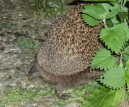 DSC03916 - 2013-07-08 - zwei igel beim ...ööhm....webp