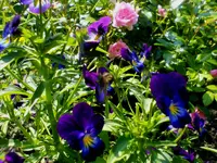 Hornveilchen.webp