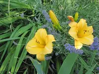 003.webp
