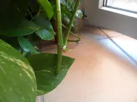 SAM_1325.webp