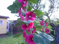 DSCN0833.webp