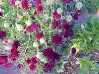 DSCN0835.webp