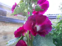 DSCN0837.webp