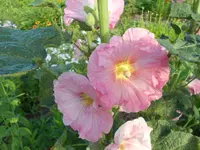 DSCN0838.webp