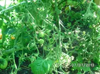 GWH (2).webp