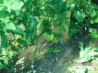 GWH (3).webp
