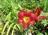 CIMG7269.webp