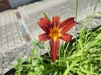 CIMG7250.webp