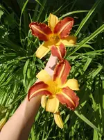 CIMG7263.webp
