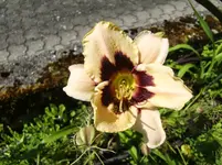 CIMG7247.webp