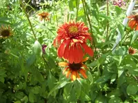 CIMG7288.webp