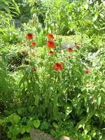 CIMG7286.webp