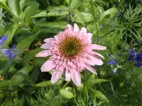 CIMG7253.webp