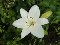 CIMG7207.webp