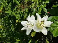 CIMG7253.webp