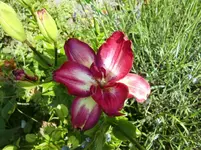 CIMG7258.webp
