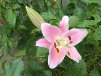 CIMG6382.webp
