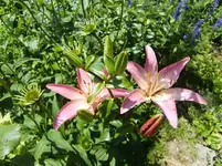 CIMG7259.webp