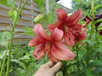 CIMG7204.webp