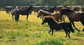 auch die Ponies sind schnell2_1024.webp