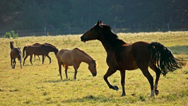 erst mal ne Runde pesen1_1024.webp