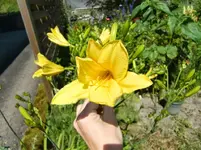 CIMG7252.webp