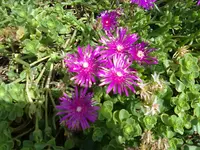 mittagsblume NEU.webp