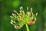 blauer Agapanthus_1024.JPG