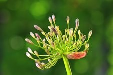 blauer Agapanthus_1024.webp