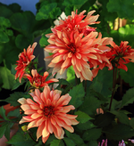 orangefarbene Dahlie in voller Blüte_900.webp