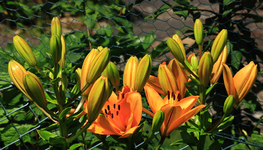 orangefarbene Lilien_1024.webp