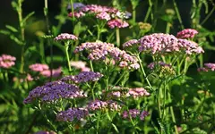 Schafgarbe pink bis lila changierend_1024.webp