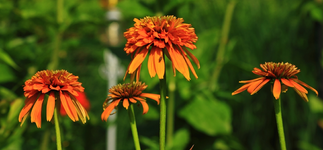 Echinacae Orange Marmelade_1024.webp