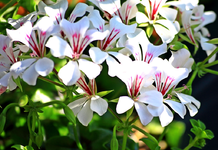 Inkalilie in voller Blüte_1024.webp